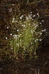 Piedmont false pimpernel